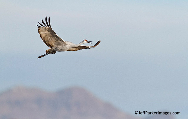 Photographing Birds in Flight: Sandhill Crane at Bosque del Apache National Wildlife Refuge, New Mexico by Jeff Parker.