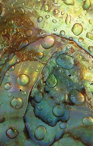 Abstract close-up of water drops on an Abalone shell by Nancy Rotenberg.