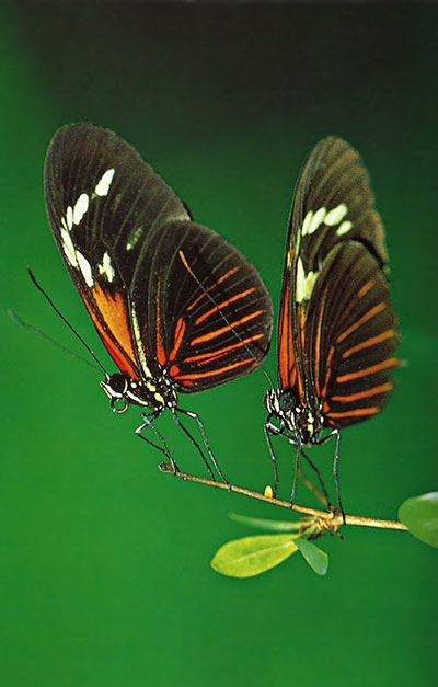 Close-up photo of two butterflies at 1:2 magnification and fill flash by Michael Lustbader.