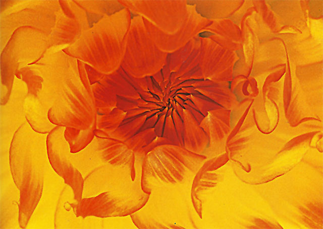 Close-up photo of a backlit orange and yellow Dahlia by Nancy Rotenberg.