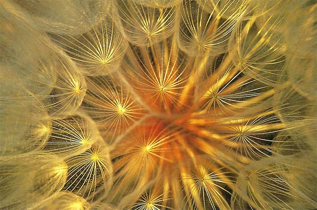 Close-up photo of a golden dandelion using a 105mm lens and extension tubes by Nancy Rotenberg.