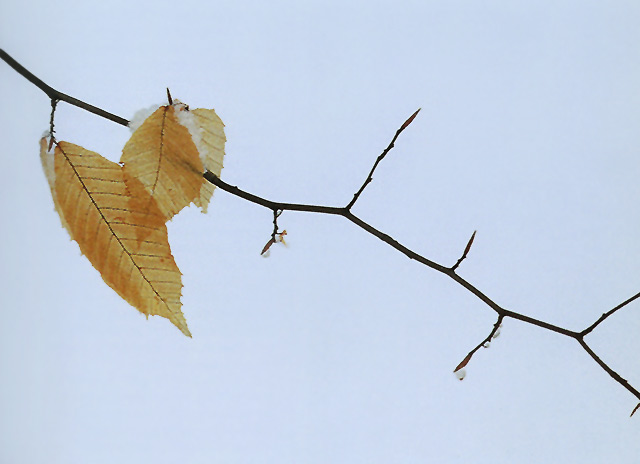 Close-up photo of 3 leaves and a branch with snow with strong diaganol lines by Nancy Rotenberg.