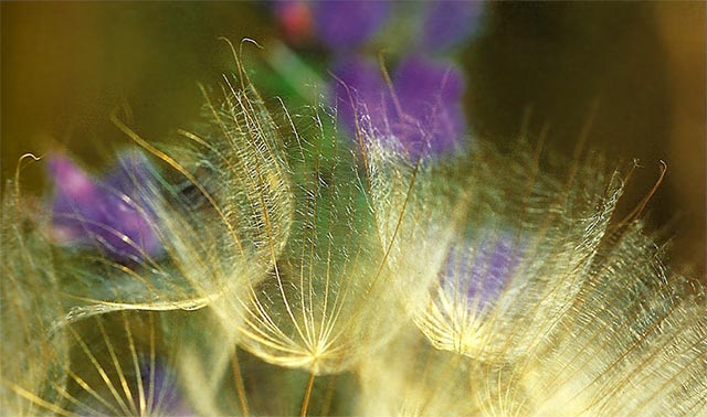 Close-up image of purple flowers and weeds using a long exposure in the wind by Nancy Rotenberg.