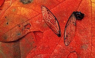 Close-up image of Cicada wings on dried orange leaves by Nancy Rotenberg.