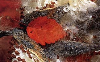 Close-up image of orange leaf and seed pods by Nancy Rotenberg.