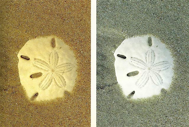 Two close-up photos of sand dollars - one without a filter and one with a warming filter by Michael Lustbader.