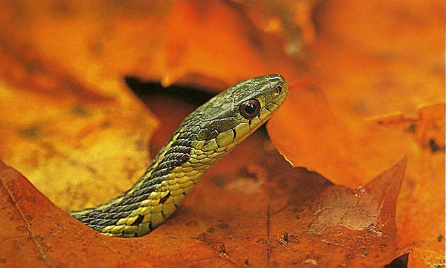 Close-up image of a green snake with head out of orange fall leaves using fill flash by Nancy Rotenberg.