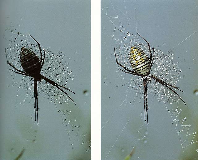 Close-up photo showing an Argiope spider, one with no flash and the other using fill flash by Nancy Rotenberg.