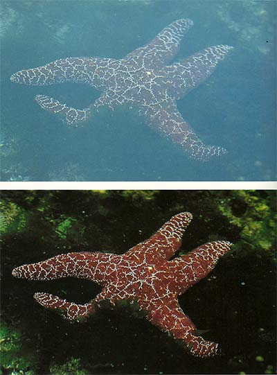 Two close-up photos of star fish - one without a filter and one with a polarizing filter used by Michael Lustbader.