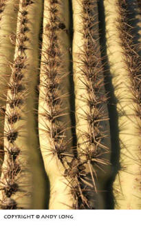 Photo design concepts: close-up of cactus depicting combined lines and shadows in a photo by Andy Long.