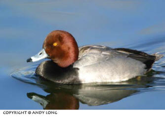 Photo design concepts: reflection of duck in water depicting a poorly cropped photo by Andy Long.