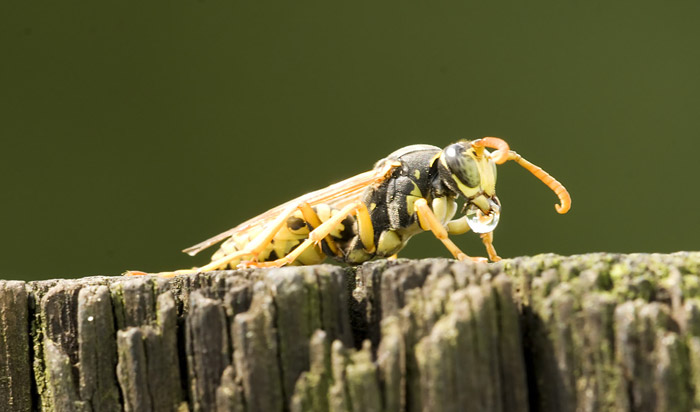 Photo of Field Wasp by Edwin Brosens