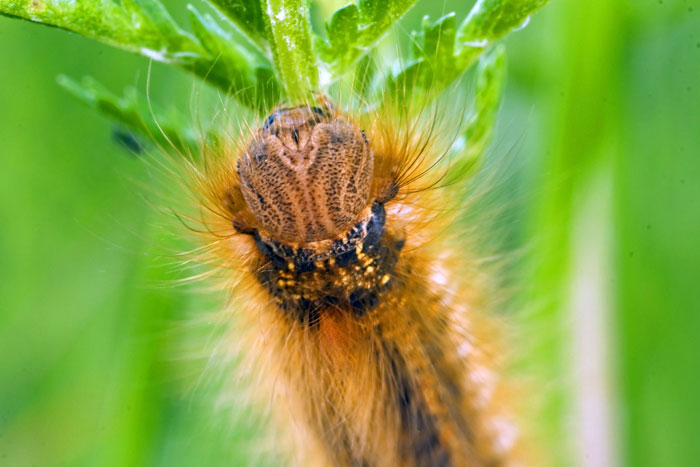 Photo of Head Caterpillar by Edwin Brosens