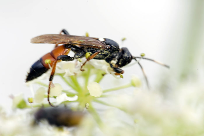 Photo of Parasitic Wasp by Edwin Brosens