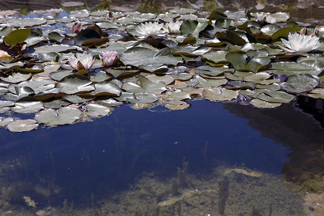 Image of lily pond with a circular polarizing filter set at minimum by Brad Sharp.