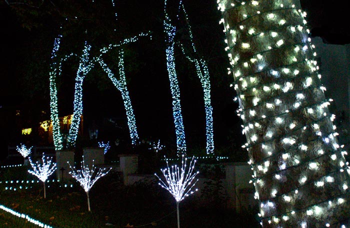Photo of Christmas lights on tree trunks by Noella Ballenger