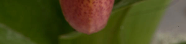 Screen capture of macro orchid photo used for Focus Stacking by Brad Sharp