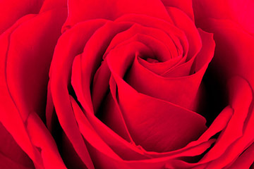 Close-up photo of red rose by Brad Sharp