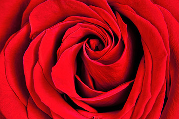 Close-up photo of red rose after using Focus Stacking by Brad Sharp