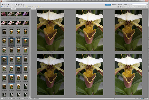 Screen capture of orchid photos selected in Photoshop Brdige for Focus Stacking by Brad Sharp