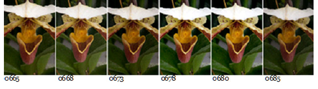 Screen capture of 6 orchid photos used for Focus Stacking by Brad Sharp