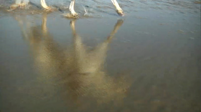 Photo of horse legs and horse reflection in water on beach by Gert Wagner