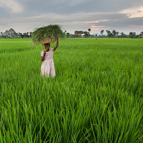 Photo of a woman carrying rice cuttings on her head in lush green field in Bodhgaya, India by Nico DeBarmore