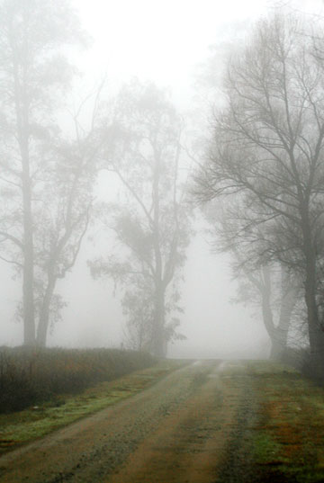 Photo of path and trees in fog light by Noella Ballenger