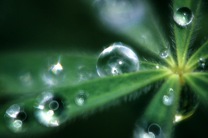 Macro photo of dew drops with reflective light on plant leaves by Noella Ballenger