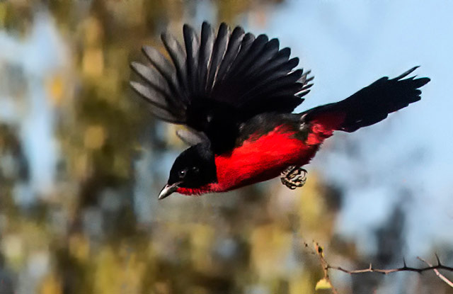 Red and black Crimson-breasted Shrikel bird in flight in South Africa by Noella Ballenger.