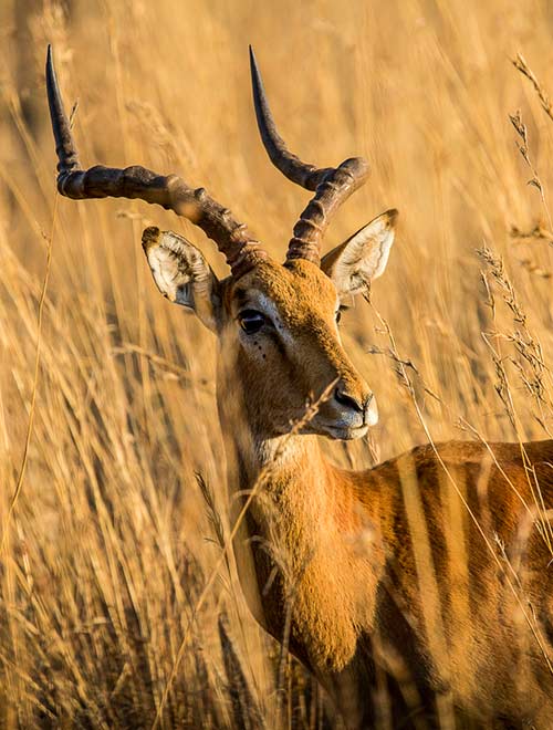 Photo portrait of an Impala standing in the tall golden grass in South Africa by Noella Ballenger.