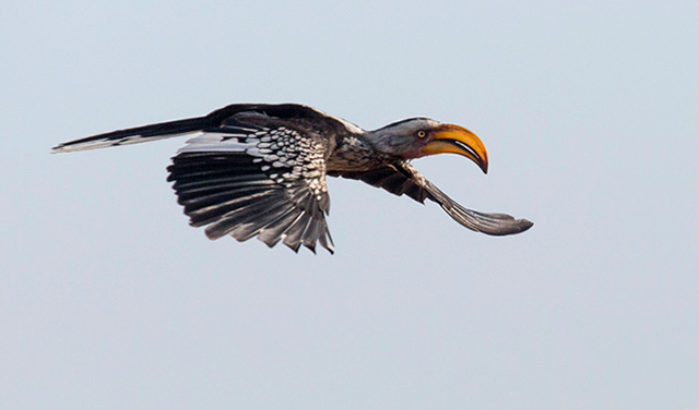 Orange, large beaked Southern Yellow-billed Hornbill bird in flight in South Africa by Noella Ballenger.