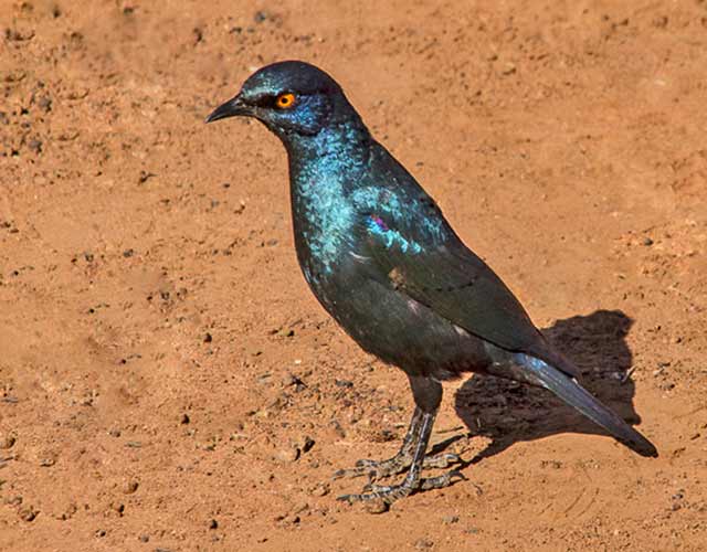 Cape Glossy Starling bird with orange eye standing on the red earth in South Africa by Noella Ballenger.