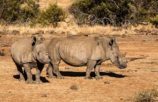 Two White Rhinoceros standing in landscape in South Africa by Noella Ballenger.