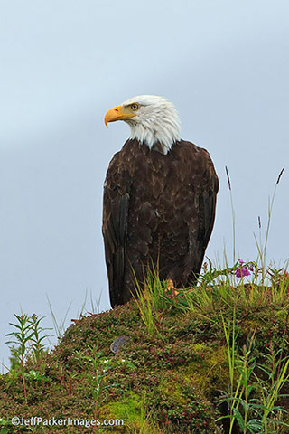 Wild raptors: A Bald Eagle sits perched next to a hill of undergrowth by Jeff Parker.