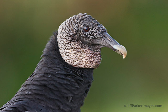 Wild raptors: A close-up portrait of a Black Vulture by Jeff Parker.