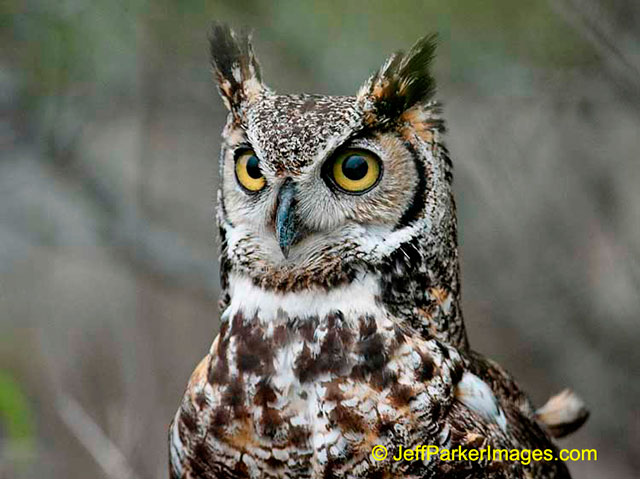 Wild raptors: A close-up portrait of a Great Horned Owl with big gold eyes by Jeff Parker.
