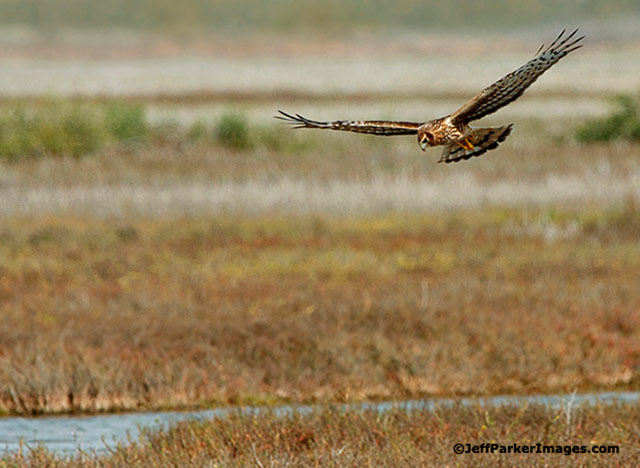 Wild raptors: A Northern Harrier with head down while flying is looking for food over a stream and field by Jeff Parker.