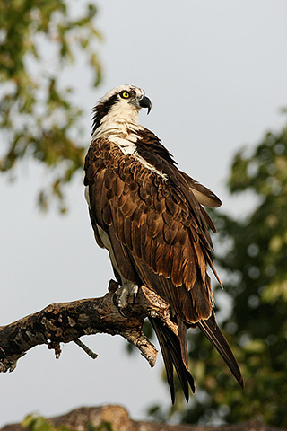 Wild raptors: A Osprey with head turned to the side is perched on a branch by Jeff Parker.