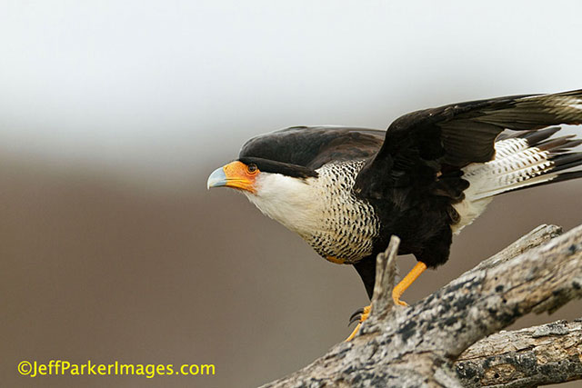 Wild raptors: A Crested Caracara is crouched on a branch getting ready to take flight by Jeff Parker.