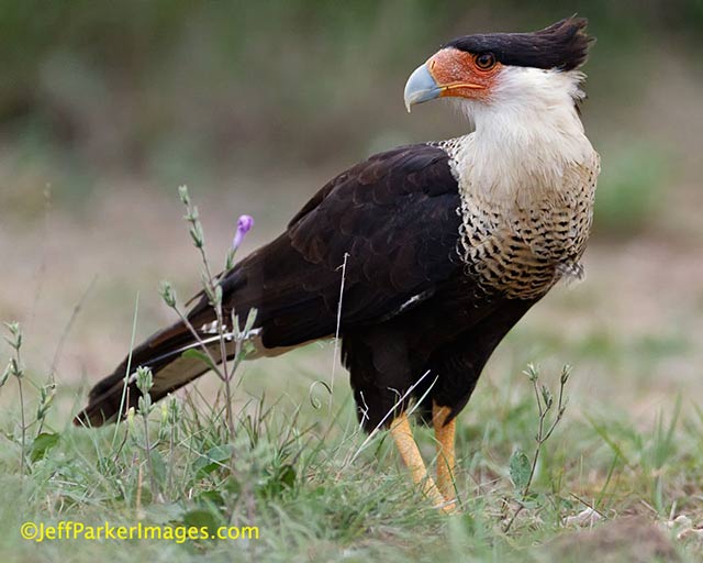 Wild raptors: A Crested Caracara bird is standing in a field of green grasses by Jeff Parker.
