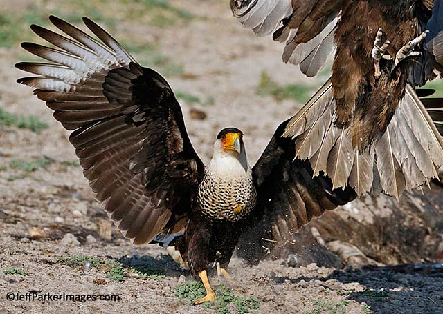Wild raptors: A Crested Caracara with wings spread chases off a Turkey Vulture by Jeff Parker.