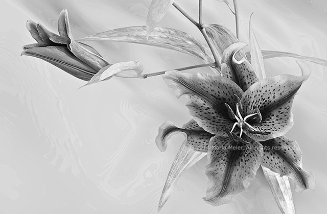 Black and white photo of Lilies with a moiré effect background by Marla Meier.