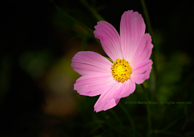 Image of pink flower with yellow center - light on flower with blurred background by Marla Meier.