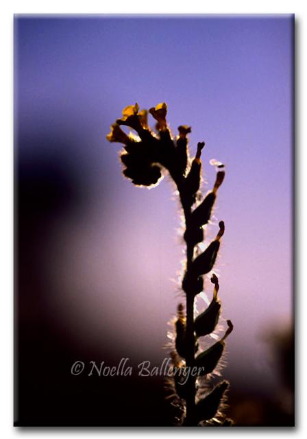 Close-up photo of Fiddleneck by Noella Ballenger