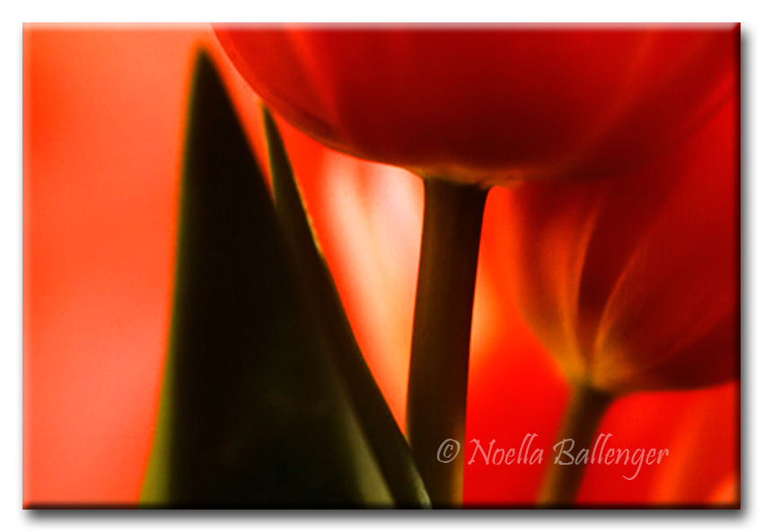 Close-up photo of red tulips by Noella Ballenger. Writing with light
