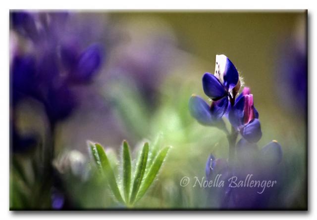 Close-up photo of Lupine by Noella Ballenger