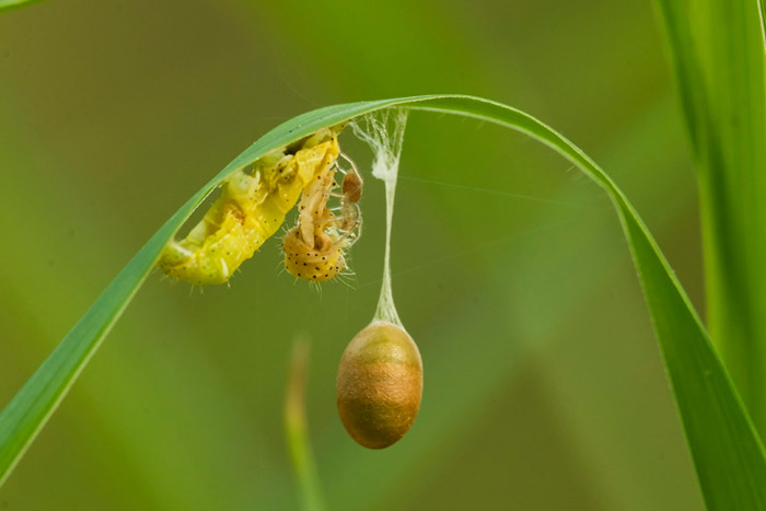 Photo of consumed caterpillar by an Ichneumonidae-Campopleginae and a built cocoon by Edwin Brosens