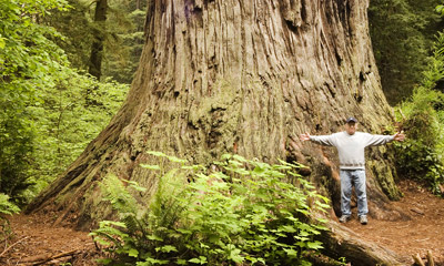 Photo of Ancient Redwood in Prairie Creek Redwoods State Park by Robert Hitchman