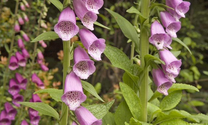 Photo of Foxglove flowers by Robert Hitchman